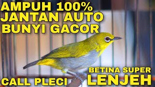 Pleci Betina Memanggil Jantan Untuk Memancing Bunyi Pleci Jantan agar Gacor Buka Paruh call pleci [upl. by Vastha]