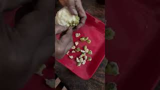 The BEST way to peel Ripened Custard Apple trendingshorts fruitpeeler ytshorts trendingreels [upl. by Sherborne462]