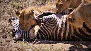 Serengeti Pride of lions hunting and killing zebras 4 KUHD [upl. by Haelahk354]