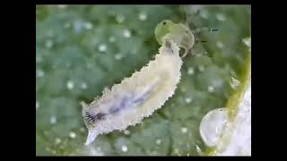 Larvae of Syrphid fly eating Aphids [upl. by Ecargyram450]