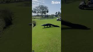 Just teething off HUGE Alligator strolls through Florida golf course shorts [upl. by Airdnal]