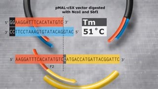 Primer Design and Fragment Assembly Using NEBuilder HiFi DNA Assembly or Gibson Assembly [upl. by Aifos5]