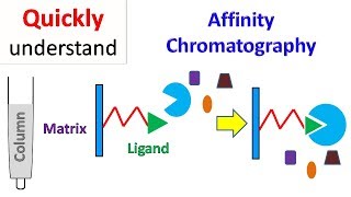 Affinity chromatography [upl. by Yde]