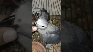 African grey parrot chick hand feed greyparrots parrot birds bird [upl. by Ij]