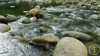 Águas calmas descendo o riacho para Relaxar dormir e meditar [upl. by Kubis]