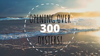 Opening Over 300 Oysters Reveals 8466  8546 [upl. by Lena]