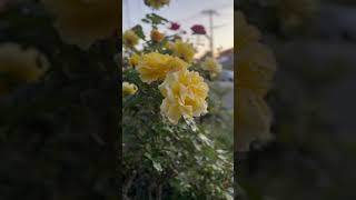 Yellowing flowerstrending naturelovers rose yellow spring [upl. by Finkelstein]