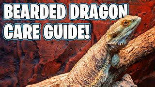 Bearded Dragon Care  Beginners Guide [upl. by Oiragelo823]