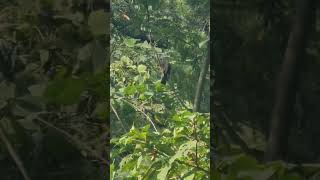 a freeflying Browneared bulbul on a tree [upl. by Landers]