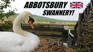 Abbotsbury Swannery 2022 ABBOTSBURY [upl. by Coletta]