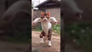 Billi wala video 📸 I love Billi wala cartoon video 😂📸 billi ka dance video [upl. by Ahsiemal872]