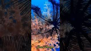 crinoidechinodermatasoftcoralscnidariaalcyonaceascubavideographymoalboalcebu🇵🇭 [upl. by Lareena430]