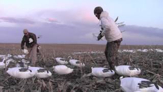 Snow Goose Windsock Decoys  Snow Goose Hunting with White Rock Decoys [upl. by Hube]