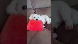 My little fellow with his mini pillow shortsfeed subscribemychannel [upl. by Jehiel]