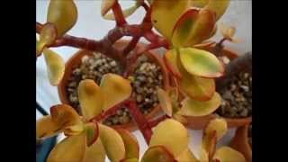 Jade Plant Crassula Ovata Hummels Sunset [upl. by Aday]