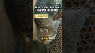 How to Keep Squirrels Out of Bird Feeders Part 1 birdingtips [upl. by Haldes]