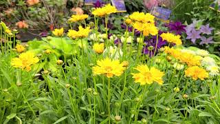 Coreopsis Early Sunrise Tickseed  Multiple Award Winning Easy to Grow NATIVE Perennial [upl. by Clarinda314]