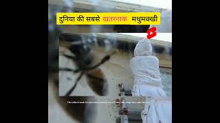 😍 दुनिया की सबसे खतरनाक मधुमक्खी 🐝 Most Dangerous Bees In The World 😍😍 shorts [upl. by Attey]