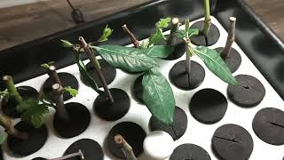 Clone King Aeroponic Plant Propagator [upl. by Trebliw]