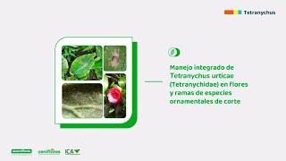 Biología y manejo integrado de Tetranychus urticae en especies ornamentales de corte [upl. by Sladen63]