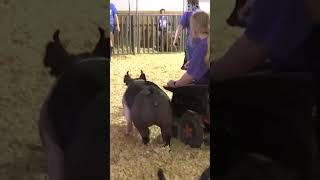 Motorized wheelchair spotted in show ring at NEMO Fair shorts [upl. by Annehcu]