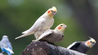 Mini Documentary  COCKATIELS [upl. by Augusto]