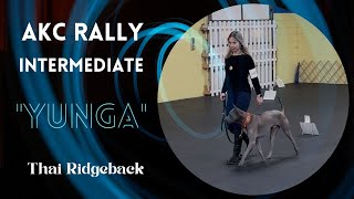 Thai Ridgeback Dog “Yunga”  Rally Obedience  Intermediate Level Qualified [upl. by Sherilyn]