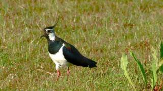 Tofsvipa Vanellus vanellus  Lapwing [upl. by Mayeda865]