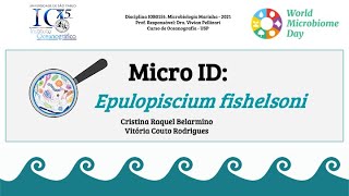 MicroID Epulopiscium fishelsoni [upl. by Ioves]