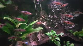 Trigonostigma espei Lambchop rasbora  march 2020 [upl. by Amieva923]