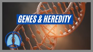 Heredity Genes and Chromosomes [upl. by Arremat412]