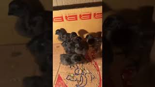 Ayam cemani 2 days old chicks ayamcemani youtubeshorts [upl. by Akeber]