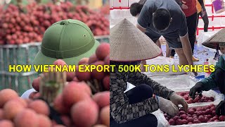 How Vietnam Process 500K Tons Lychees and ExportProcessing Technology [upl. by Aytac]