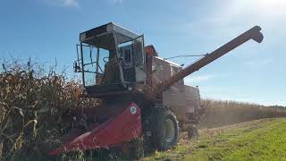 Żniwa Kukurydzy 2024 MałopolskabizonZ056Fendt612LSAZetor7245 [upl. by Rovner]