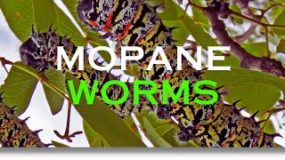 Mopani Worms Africas Nutritious Delicacy [upl. by Gnauq]