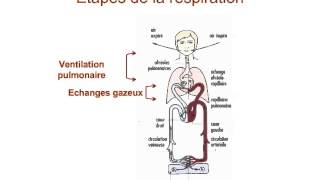 Introduction à la physiologie respiratoire [upl. by Farny]