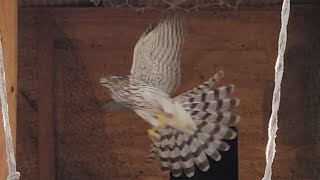 Wild Hawk in The Hen House homestead hawk [upl. by Gerstein]