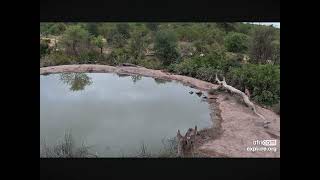 Beautiful A Leopard Walks By the Waterhole at Balule Nature Reserve SA 12072023 exploreorg [upl. by Marquet]