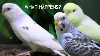 What happens to Budgies that dont get sold [upl. by Sellma]