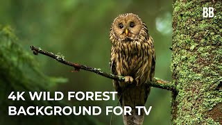 4K Forest amp Wild Sounds  4K Forest Relaxation Film  Forest Wildlife Animals ScreenSaver [upl. by Outhe]