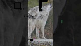 Kanye West  Wolves 🐕🎹😶‍🌫️ music song [upl. by Eineeuq]