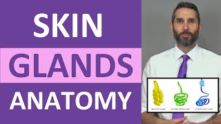 Skin Glands Anatomy Sweat Glands Sebaceous Glands Integumentary System [upl. by Hatfield669]