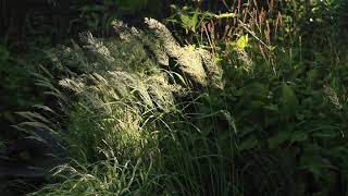 Calamagrostis brachytricha Mona [upl. by Willtrude]