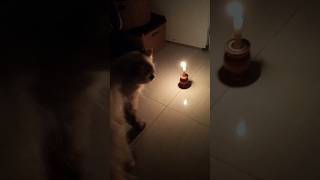 Sudden power cut 😿shortsfeed viralshorts [upl. by Gora]