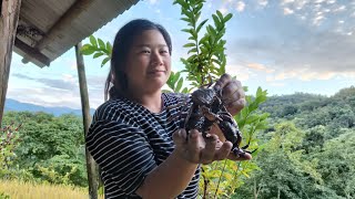 Catching mud Crabs🦀  Last catch of 2024 KvsanoZecho [upl. by Notgnirrac]