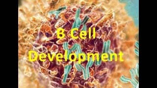 B Cells and B Cell Development Quick Review Examvillecom [upl. by Arch46]