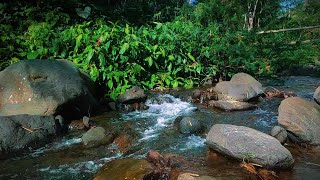 Gentle Stream Sounds River Sounds for relaxing Sounds for sleeping Sounds for Stress Reliever [upl. by Alaikim824]