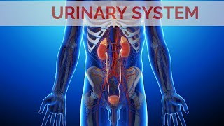 The Excretory System  Kidney Structure amp Functions  Kidneys Animation [upl. by Claud]