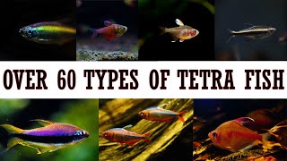 Over 60 Types of Beautiful Tetra Fish Species [upl. by Raymund827]