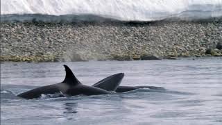 Killer Whales Attack Minke Frozen Planet BBC Earth [upl. by Ynnavoj]